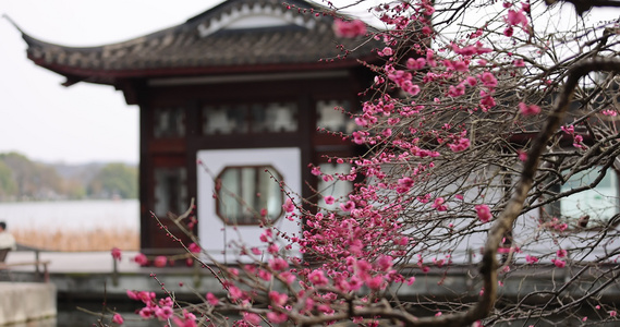 杭州西湖古风建筑梅花红梅盛开视频