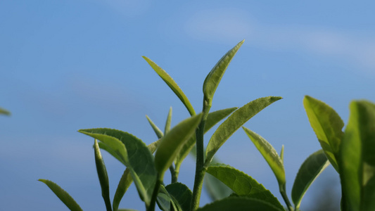 茶叶 采茶 红茶 绿茶 春茶 茶 有机茶视频