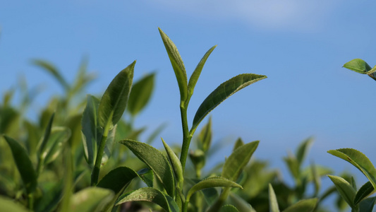 茶叶 采茶 红茶 绿茶 春茶 茶 有机茶视频