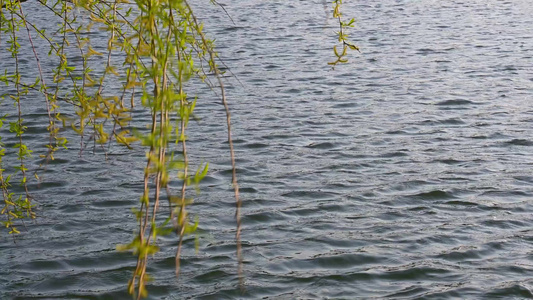 春天湖边的柳树柳枝随风摇曳焕发活力视频