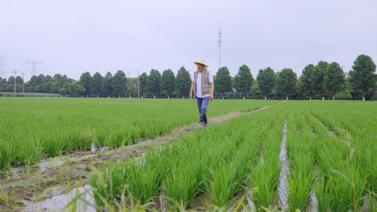 农民伯伯走在田间检查水稻长势视频