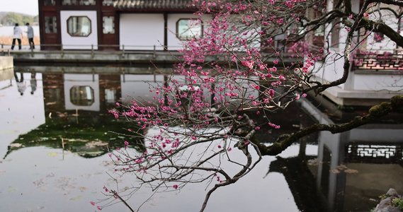 杭州西湖古风建筑梅花红梅盛开视频