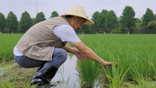 农民伯伯检查水稻[捡查]视频