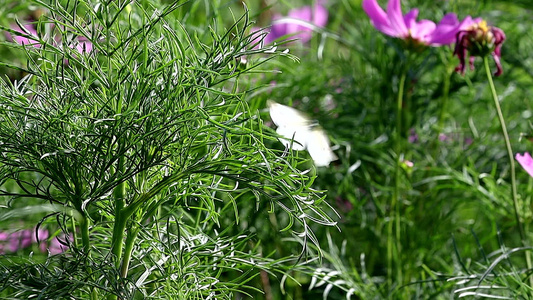 朝阳花圃中的蝴蝶固定镜头高清视频