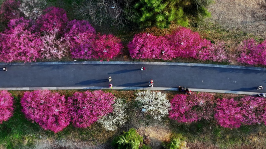 春天开满鲜花的道路公路前进的道路视频