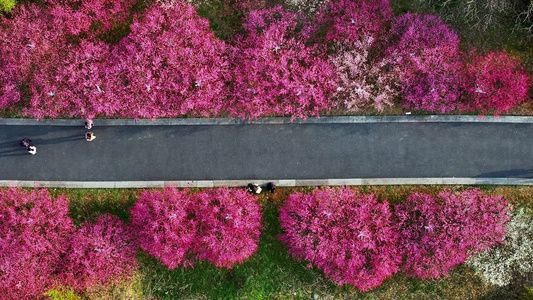 春天开满鲜花的道路公路前进的道路视频