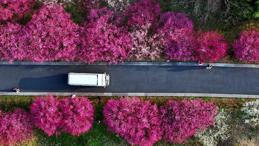 汽车穿梭在开满鲜花的道路上开往春天的列车视频