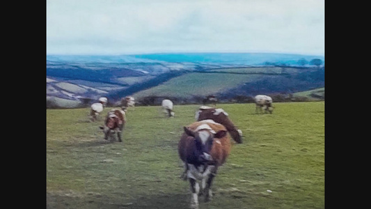 1967年统一王国1967年沃勒斯牧牛视频