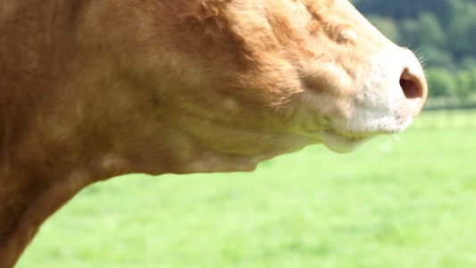 红斑白牛在绿草地上吃草视频