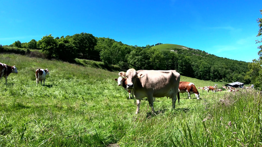 在草地上放牧的牛与蓝天视频