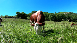 在草地上放牧的牛与蓝天43秒视频