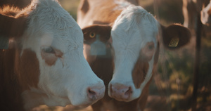 两头奶牛享受大自然12秒视频