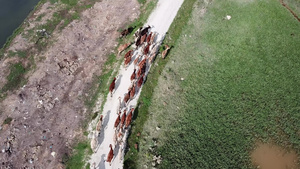 一群牛群在炎热的阳光明日走在农村道路上7秒视频