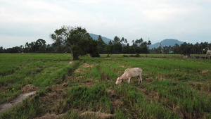 牧牛在稻田里吃草13秒视频