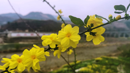 四川广元市朝天区嘉陵江沿岸的迎春花开视频