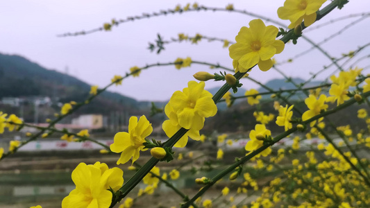 四川广元市朝天区嘉陵江沿岸的迎春花开视频