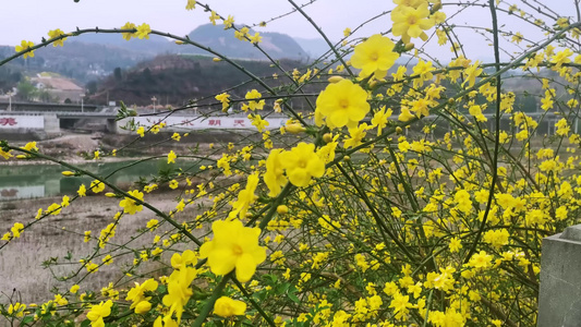 四川广元市朝天区嘉陵江沿岸的迎春花开视频