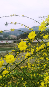 四川广元市朝天区嘉陵江沿岸的迎春花开视频