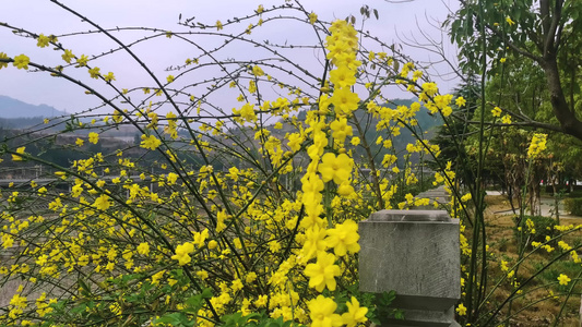 四川广元市朝天区嘉陵江沿岸的迎春花开视频