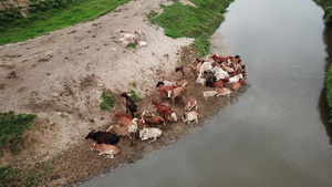 一群奶牛在柏南河附近的沙滩旁逗留12秒视频