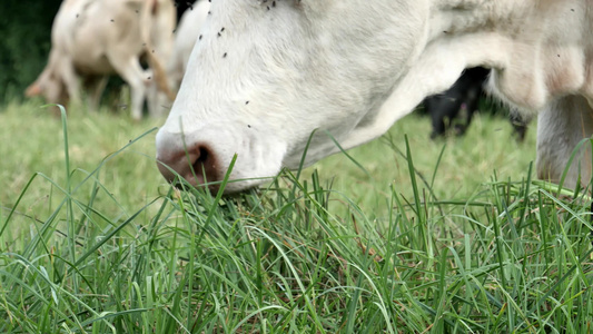 在草原上放牧的白色牛群附近视频
