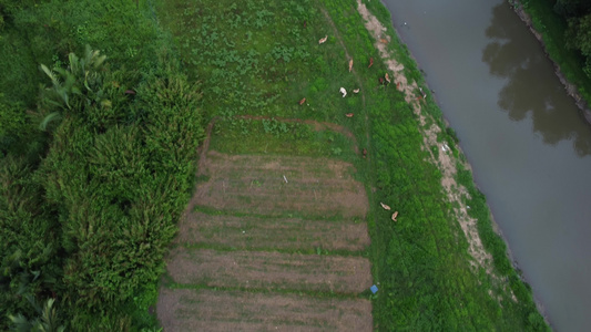 奶牛住在种植园里视频