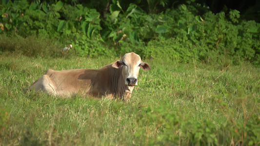 草地上的牛躺在草地上视频