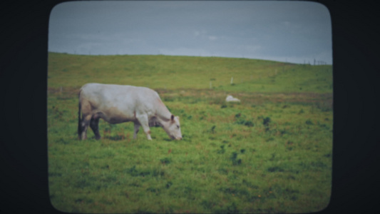 在绿草地上吃草的奶牛视频