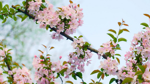 4K实拍春天唯美盛开的樱花视频素材91秒视频