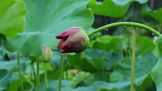 夏天雨水荷花荷叶雨滴雨景视频