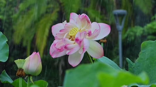 夏天雨水荷花荷叶雨滴雨景视频