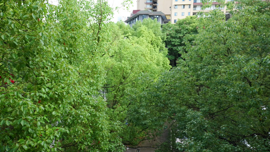 树叶下雨雨滴雨水雨天夏天水暴雨滴水水滴天气视频