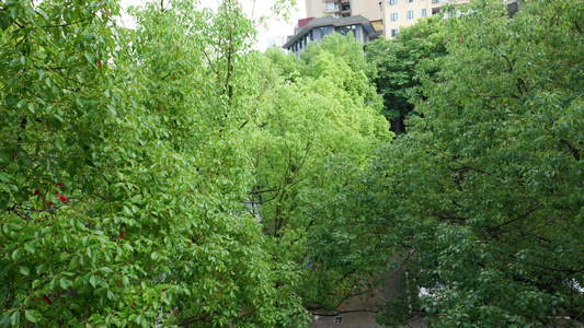 树叶下雨雨滴雨水雨天夏天水暴雨滴水水滴天气视频