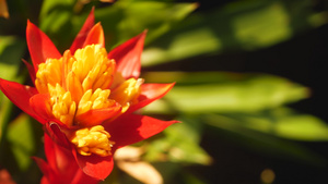 春天花园里五颜六色的热带花卉16秒视频