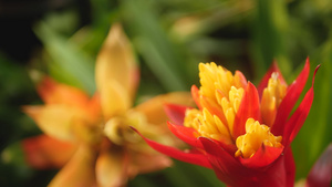 春天花园里五颜六色的热带花卉的宏观特写模糊在阳光茂盛16秒视频