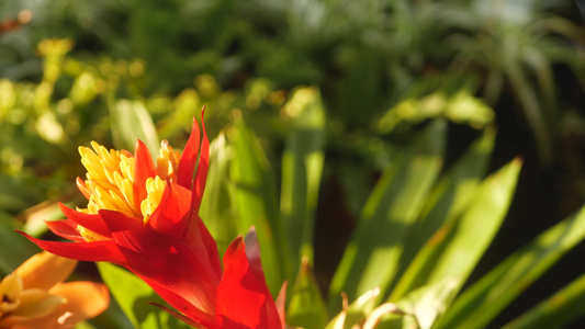 春天花园里五颜六色的热带花卉的宏观特写模糊在阳光茂盛视频