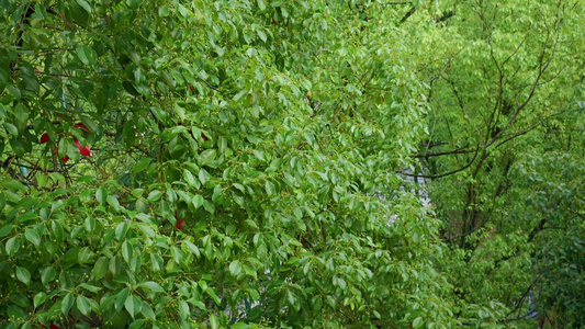 树叶下雨雨滴雨水雨天夏天水暴雨滴水水滴天气视频