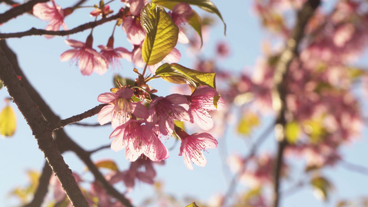 春天阳光下盛开的樱花视频