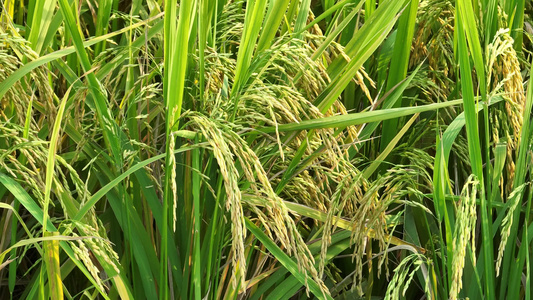 航拍水稻稻田视频