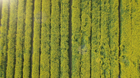 航拍春天油菜花视频