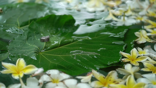 鲜花在水中的结婚戒指视频