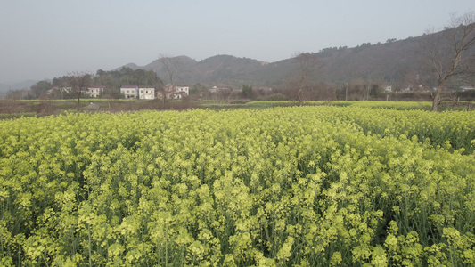 美丽乡村航拍乡村油菜花田视频