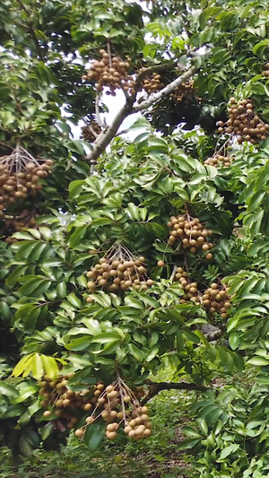 热带水果龙眼水果种植46秒视频