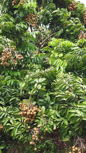 热带水果龙眼龙眼树46秒视频