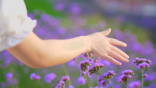 4K实拍春天唯美美女手摸紫色花视频素材视频