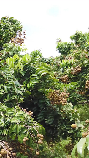 热带水果龙眼果园基地46秒视频
