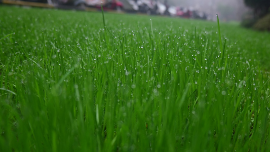 草地上的露珠水珠视频