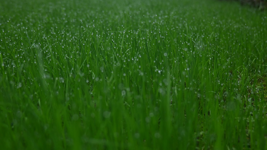 草地上的露珠水珠视频