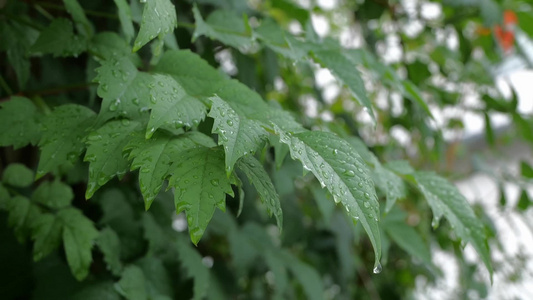 树叶 水滴 叶 水 大自然水视频