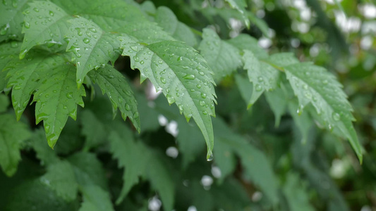 树叶 水滴 叶 水 大自然水视频